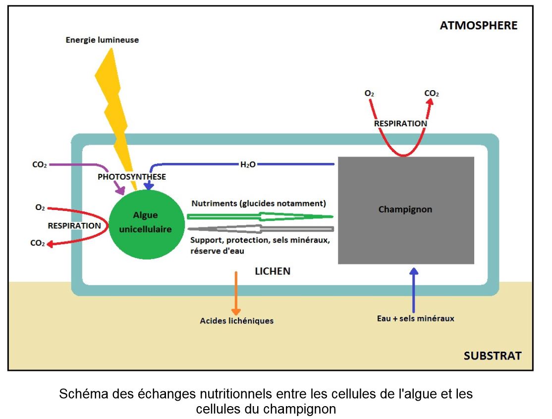 d-autres-m-canismes-contribuent-la-diversit-du-vivant-svt-au-lyc-e
