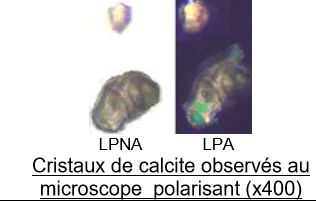 observation-microscopique-de-cyanobact-ries-svt-au-lyc-e