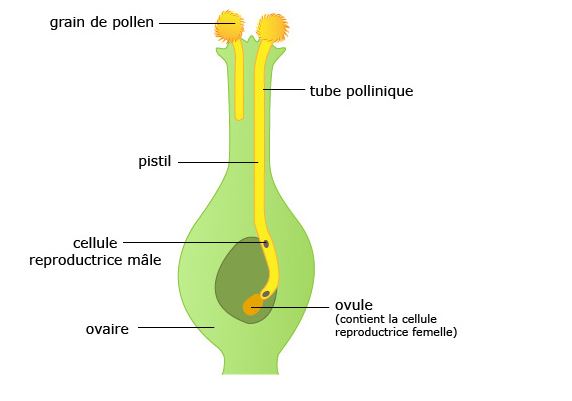 Trajet du tube pollinique
