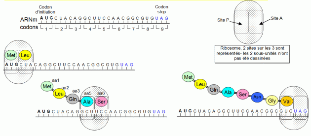 1.3 L’expression du patrimoine génétique – SVT au lycée