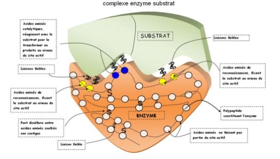 1.4 Les enzymes, des biomolécules aux propriétés catalytiques – SVT au