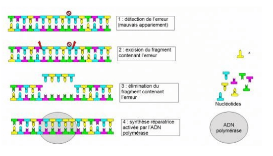 1-5-mutations-de-l-adn-et-variabilit-g-n-tique-svt-au-lyc-e