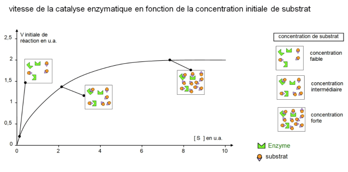 1.4 Les enzymes, des biomolécules aux propriétés catalytiques – SVT au