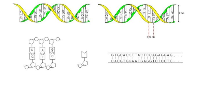 ADN et spécialisation cellulaire – SVT au lycée